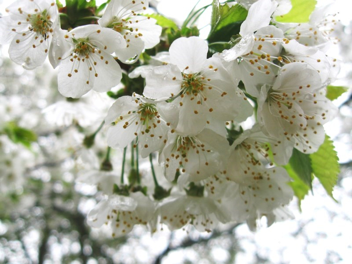 x spring 006 (700x525, 348Kb)