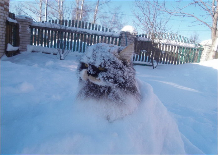 cold1 (700x499, 70Kb)