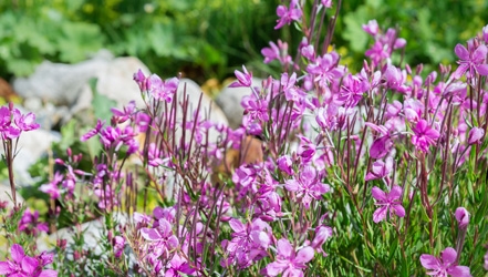 labrador-tea (441x250, 135Kb)