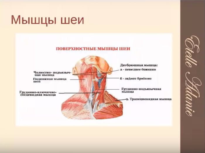 Мышцы шеи атлас. Поверхностные мышцы шеи спереди. Поверхностные мышцы шеи сбоку. Мышцы шеи вид сбоку. Мышцы шеи поверхностные мышцы.