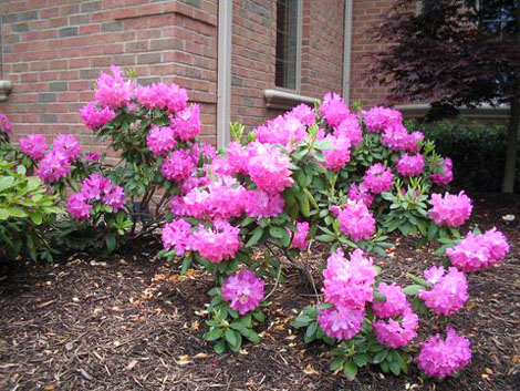 Rhododendron roseum1 (470x353, 262Kb)