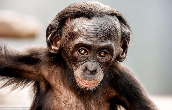 Bonobo-1 (700x450, 300Kb)
