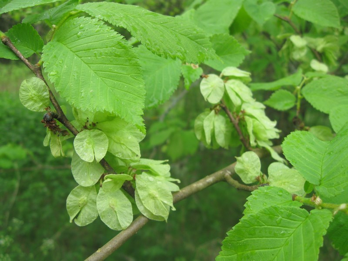 yy spring 083 (700x525, 363Kb)