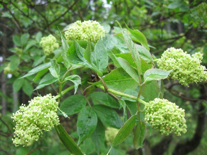 yy spring 010 (700x525, 418Kb)