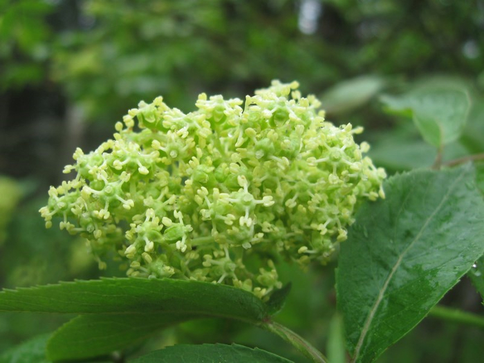 yy spring 014 (700x525, 326Kb)