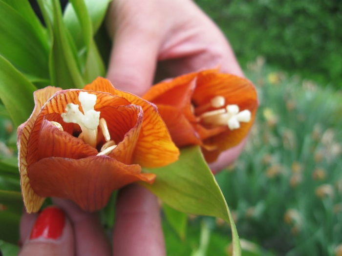 y spring 040 (700x525, 302Kb)