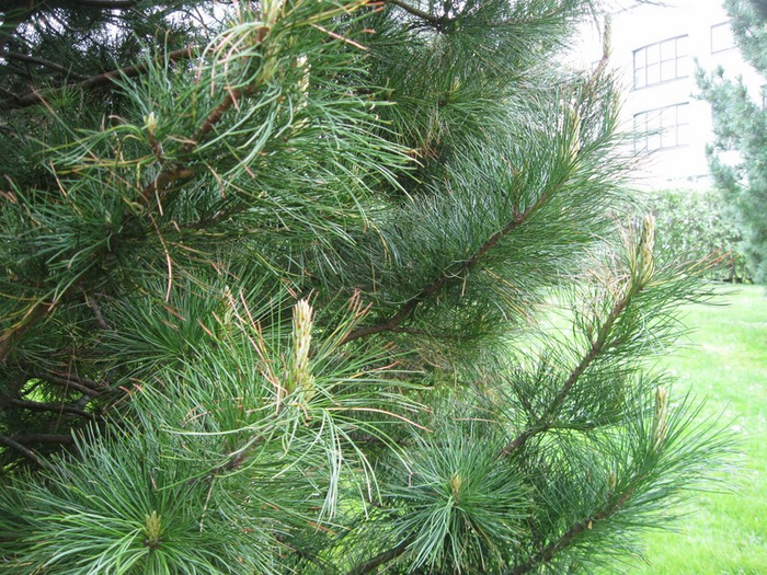 y spring 051 (700x525, 531Kb)