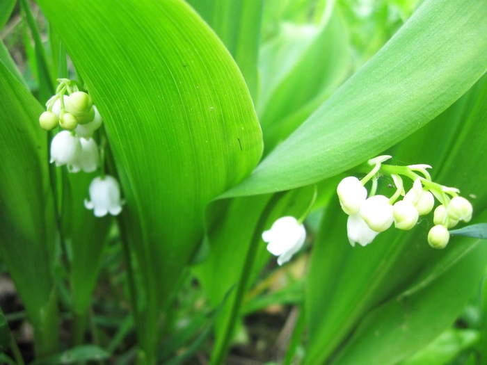 z spring 011 (700x525, 326Kb)