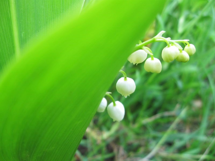 z spring 014 (700x525, 272Kb)