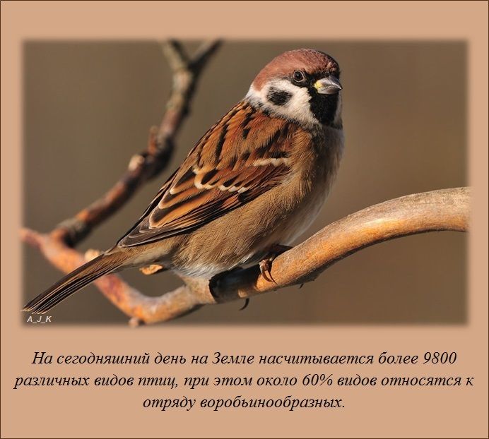 1363757960_www.radionetplus.ru-fact_02 (692x622, 61Kb)