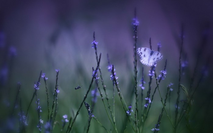 butterfly-insect-purple-flowers-nature-1920x1200 (700x437, 35Kb)