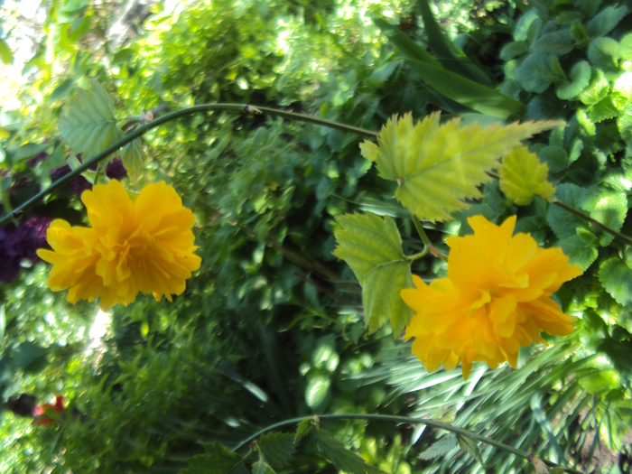 DSC03963 (700x525, 536Kb)