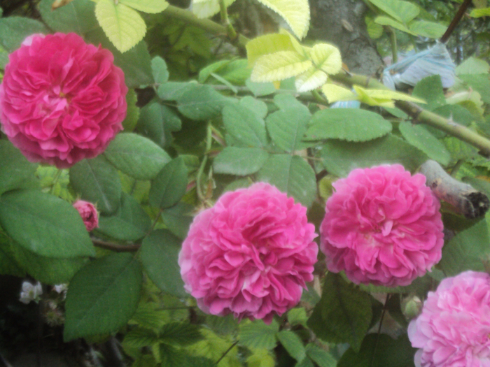 DSC04259 (700x525, 484Kb)