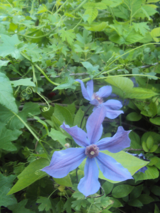 DSC04261 (525x700, 473Kb)
