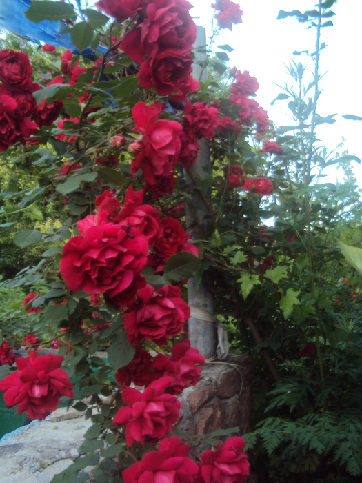 DSC04262 (525x700, 517Kb)
