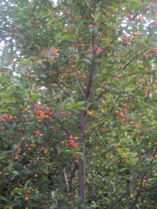 DSC04264 (525x700, 550Kb)