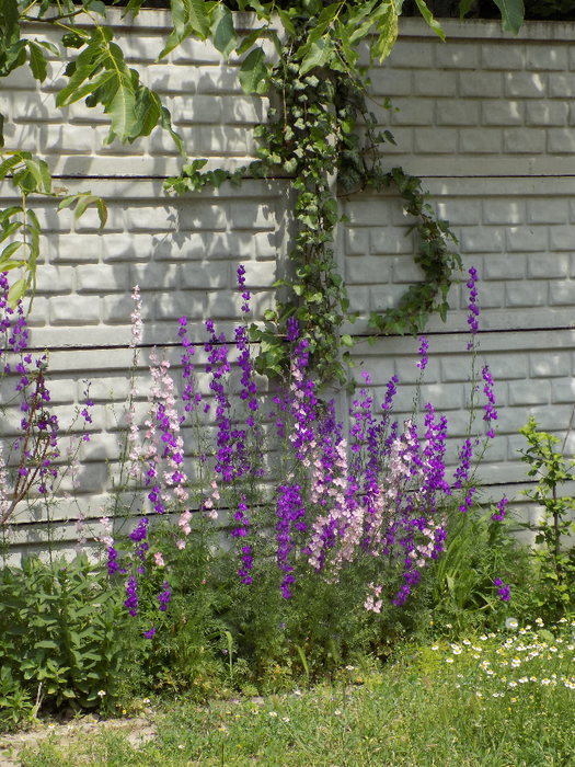 DSCN4153 (525x700, 600Kb)