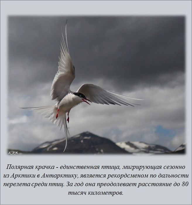 1364273251_www.radionetplus.ru-facts_01 (656x700, 49Kb)