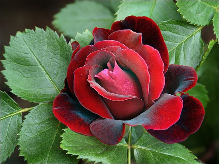 rosevelvet (700x525, 95Kb)