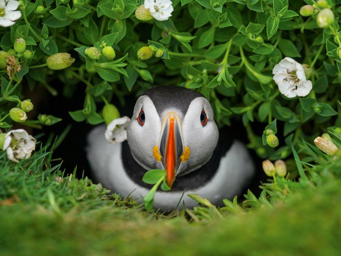 05-puffin-snips-bloom-for-temporary-home-670 (670x503, 68Kb)