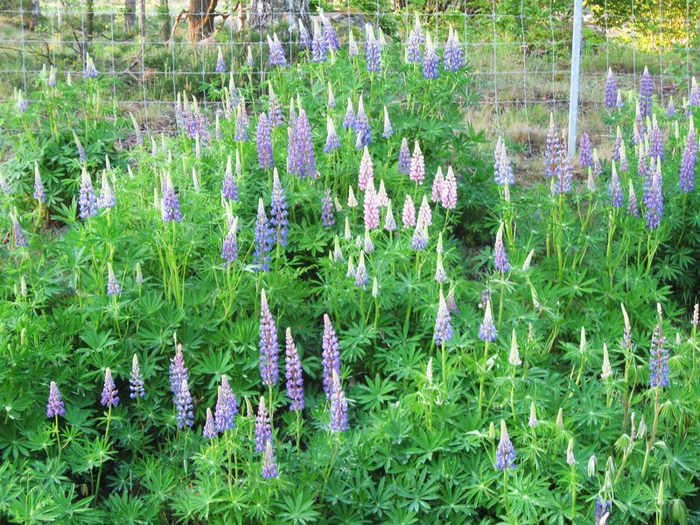 � spring 058 (700x525, 576Kb)