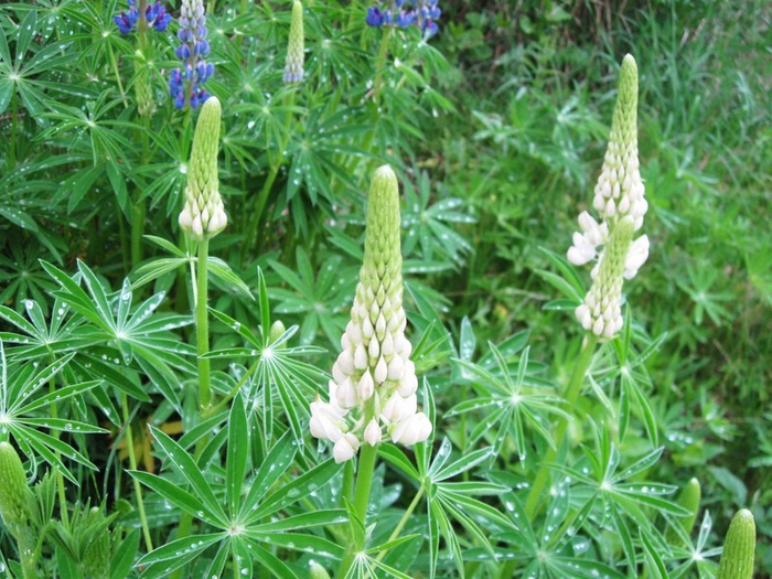 � spring 015 (700x525, 481Kb)