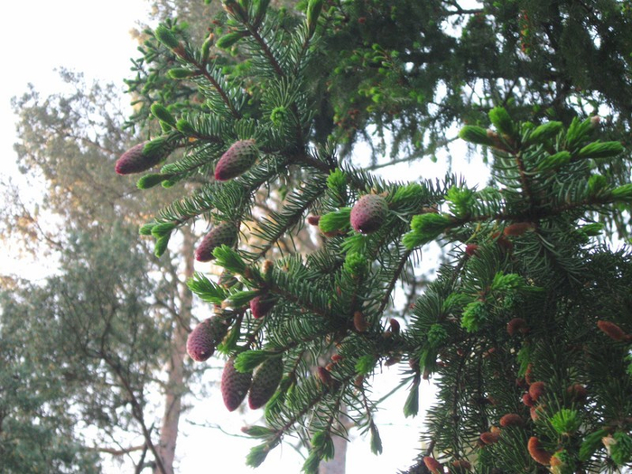 � spring 064 (700x525, 458Kb)