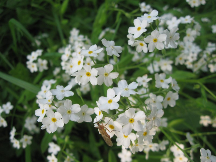 � spring 034 (700x525, 344Kb)