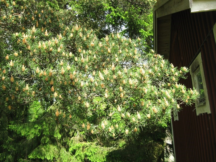 � spring 017 (700x525, 538Kb)