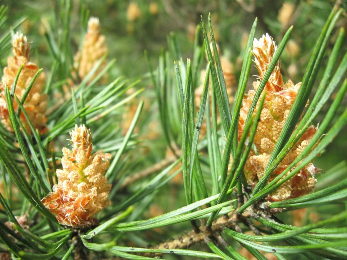 � spring 025 (700x525, 453Kb)