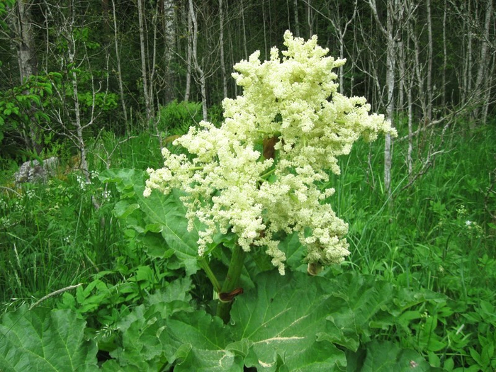 � spring 042 (700x525, 483Kb)