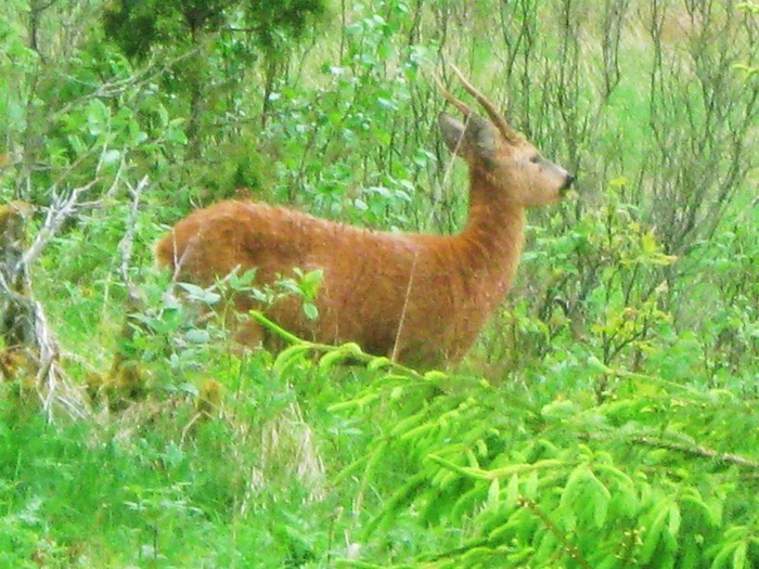 � spring 004 (700x525, 471Kb)