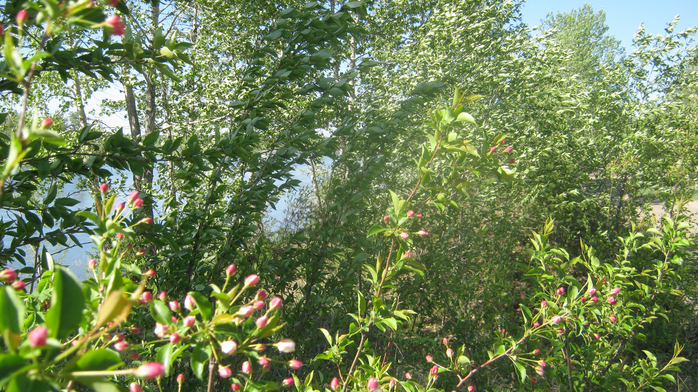 IMG_7776 (700x392, 540Kb)