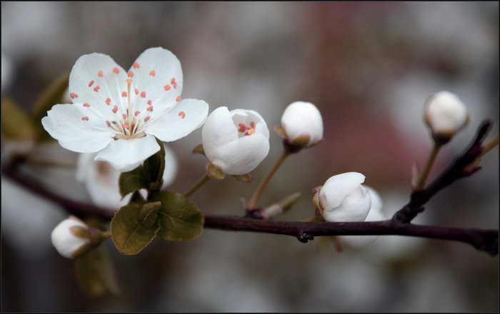 Май - Катя впервые в жизни в 35 лет увидела цветение вишни в Москве (700x440, 164Kb)