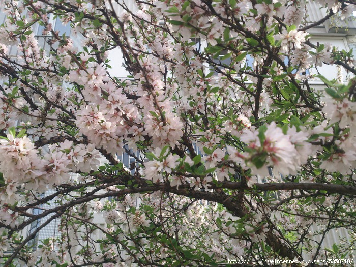 Май - вишня цветущая у дома Лены в Москве (700x525, 571Kb)