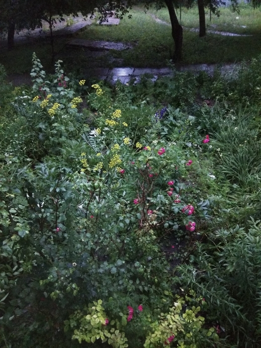 4052195_IMG_20170629_192550_BURST4 (525x700, 322Kb)