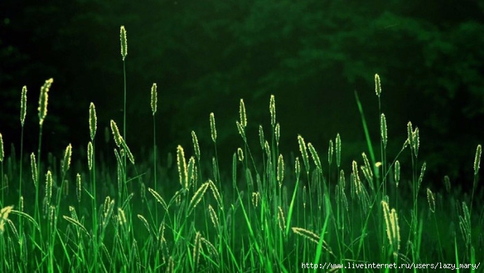 dd (700x394, 197Kb)