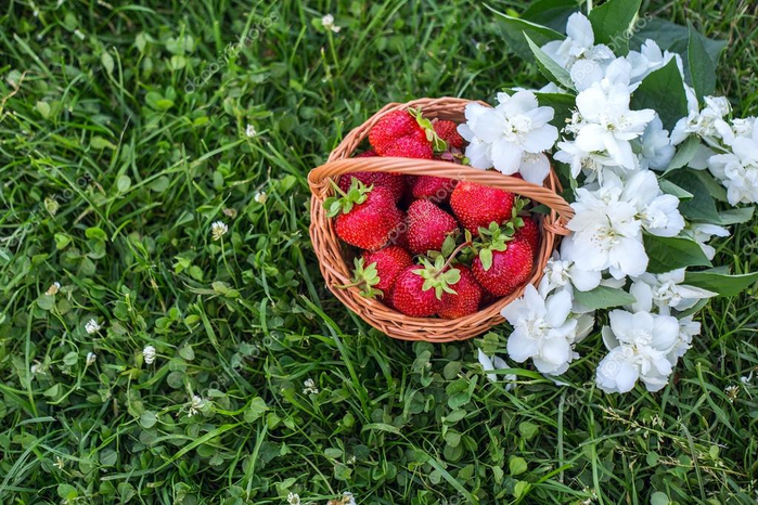 depositphotos_119888674-stock-photo-large-basket-harvest-a-strawberry (800x566, 486Kb)