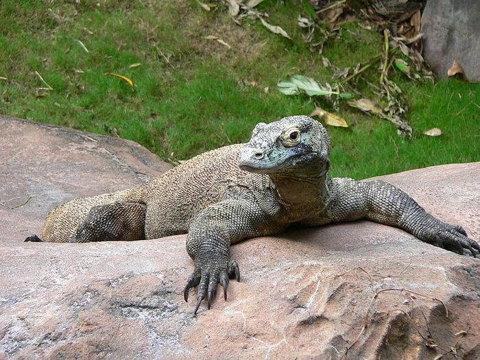 Varanus_komodoensis4 (700x525, 120Kb)