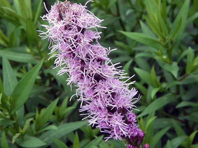 liatris3 (630x472, 86Kb)