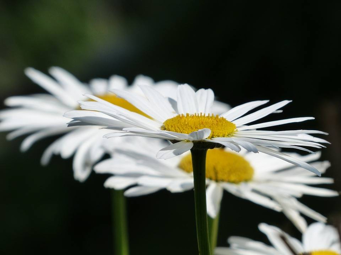 13043532_520138514860154_2131147269695131180_n (700x525, 191Kb)