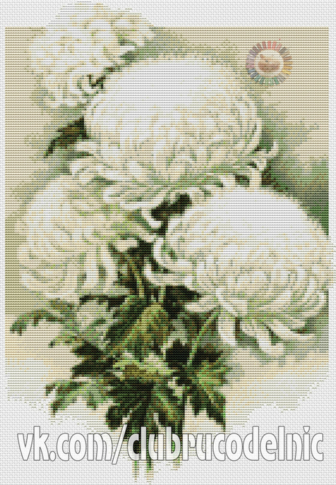 Белые хризантемы (484x700, 512Kb)