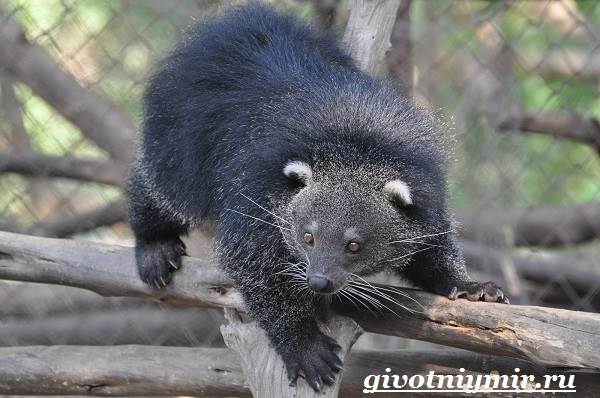 binturong-zhivotnoe-sreda-obitaniya-i-obraz-zhizni-binturonga-2 (600x398, 41Kb)