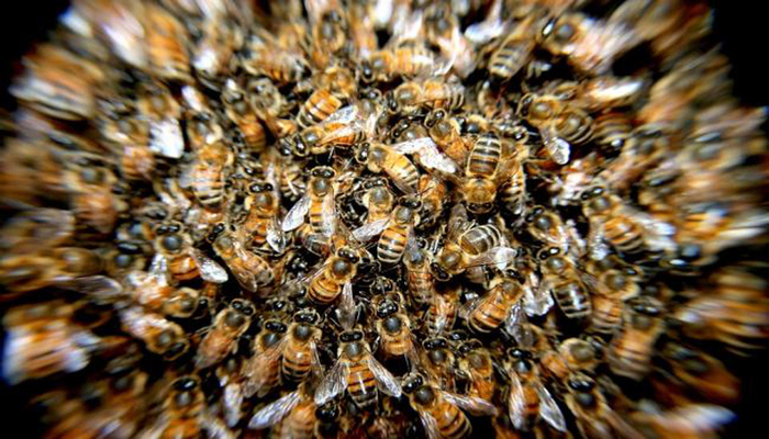 3364688_bees_276190_960_720_650x410 (700x400, 327Kb)