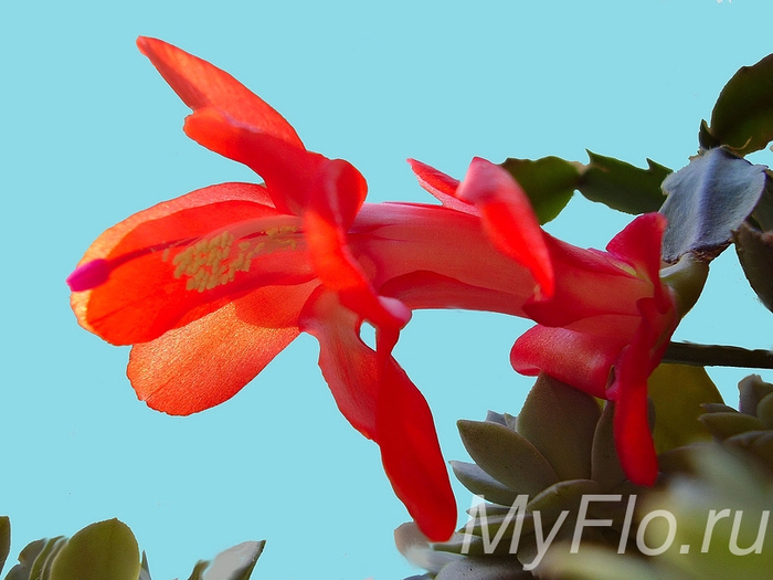 shlumbergera_15 (700x525, 278Kb)