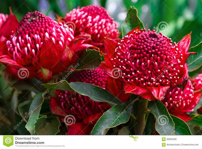 madera-kwiaty-gembrook-telopea-waratah-speciosissima-60850599 (700x515, 80Kb)