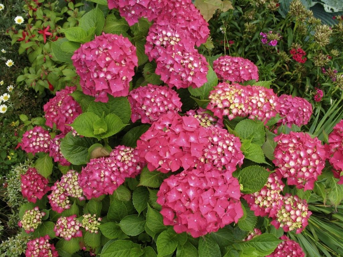 Hydrangea4 (700x525, 518Kb)