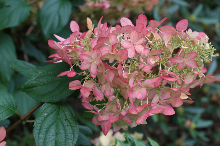 23026784_w640_h640_hydrangea_pani___pink_lady (700x466, 381Kb)