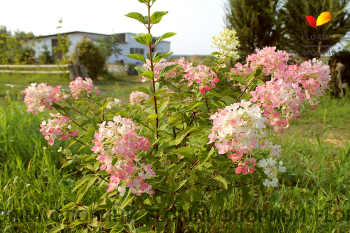 florini-2016-07-30-gortenziya-dajmond-ruzh-08 (700x466, 560Kb)