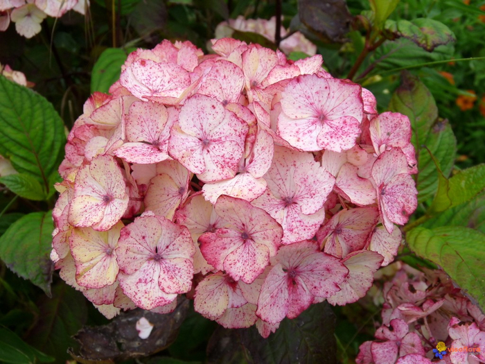 hydrangea-serrata-preziosa-visoflora-79428 (700x525, 451Kb)